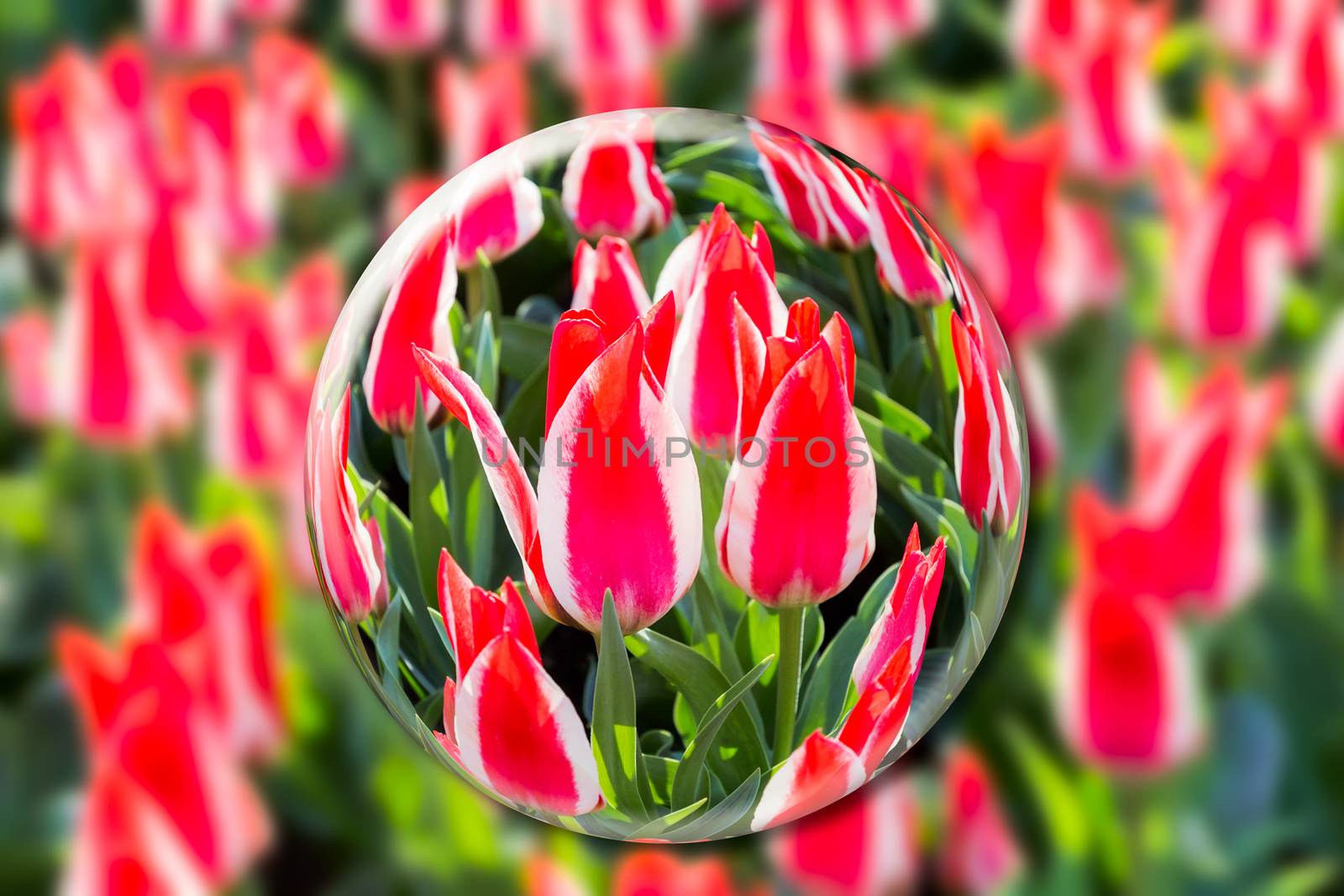 Glass sphere with red-white tulips in flowers field at Keukenhof Holland