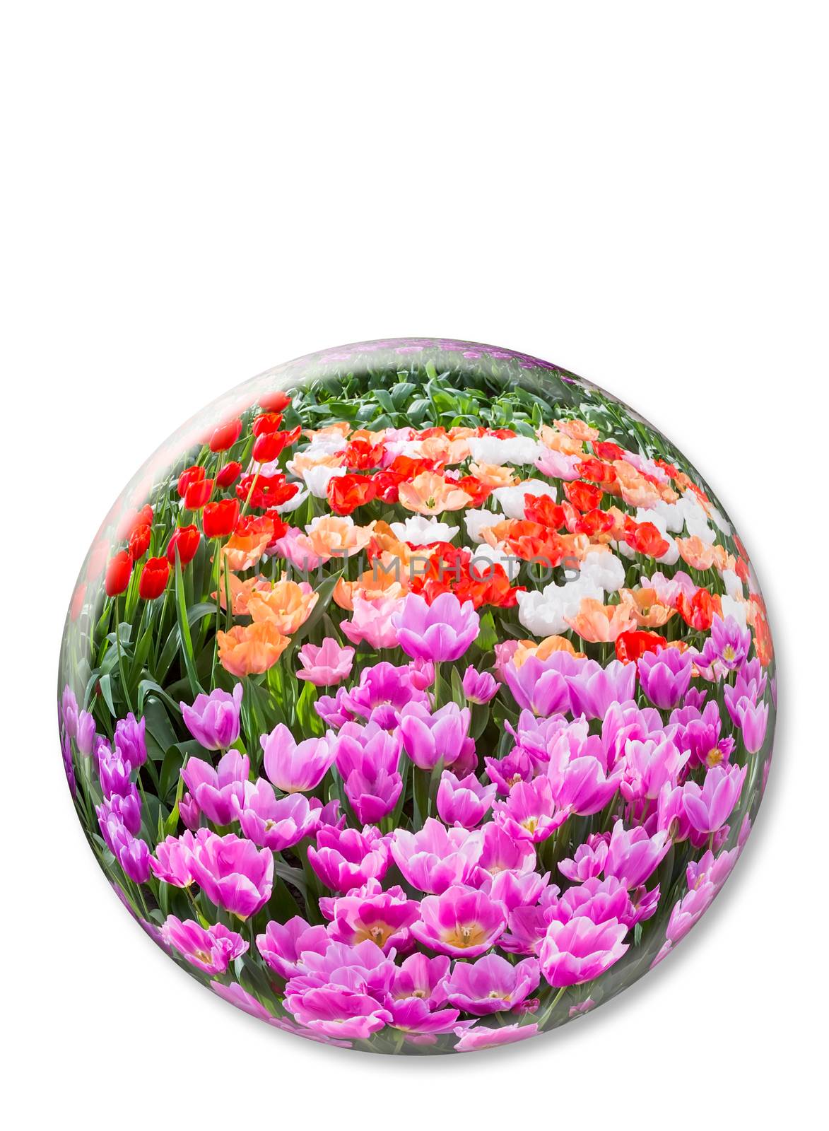 Glass sphere with various colored tulips in Keukenhof Holland isolated on white background