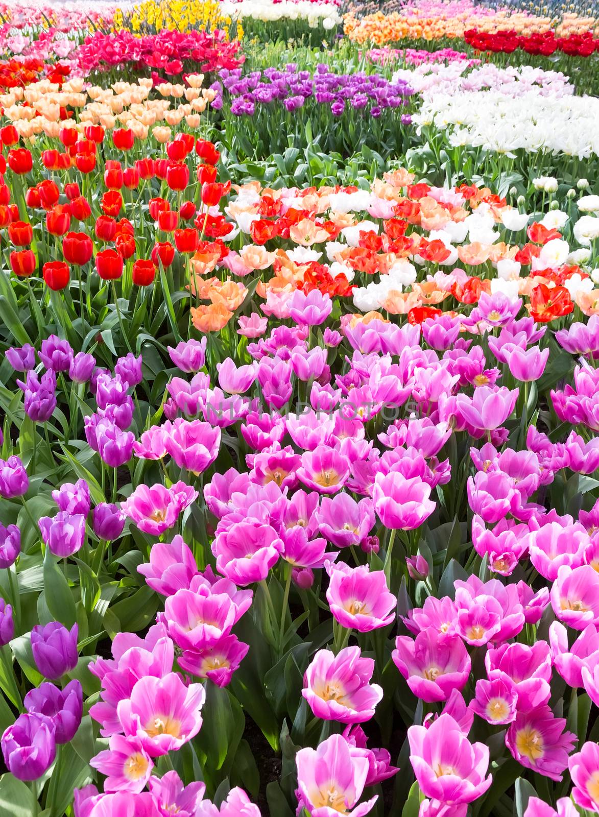 Flowers field with group of different colored tulips in Keukenhof Holland