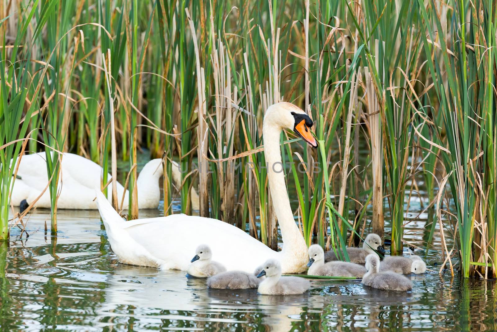 Couple white swans with young cygnets by BenSchonewille