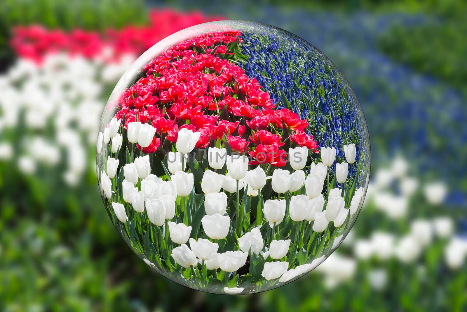Glass sphere reflecting red white tulips and blue grape hyacinth by BenSchonewille