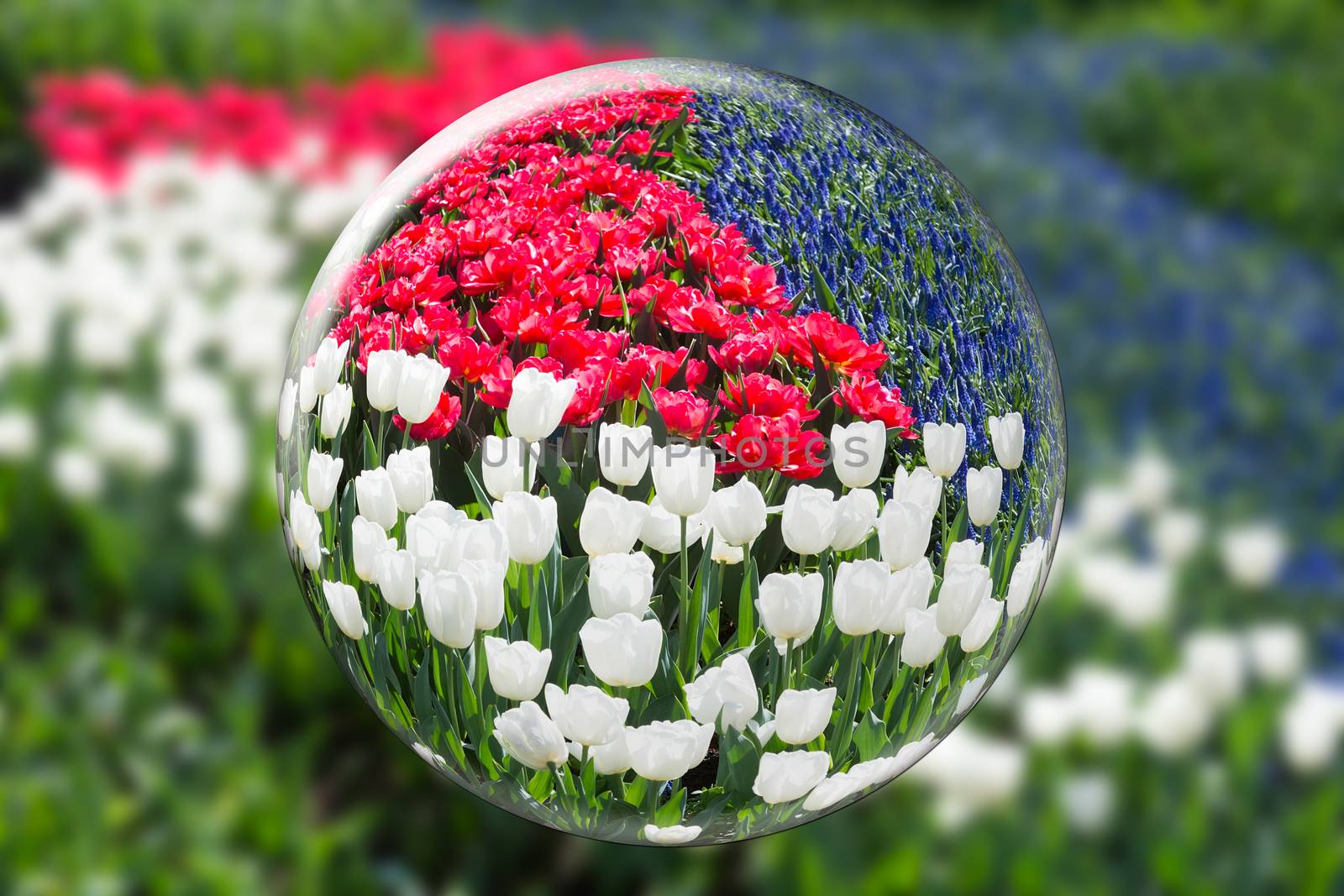 Crystal ball with reflection of red white tulips and blue grape hyacinths in Keukenhof Holland