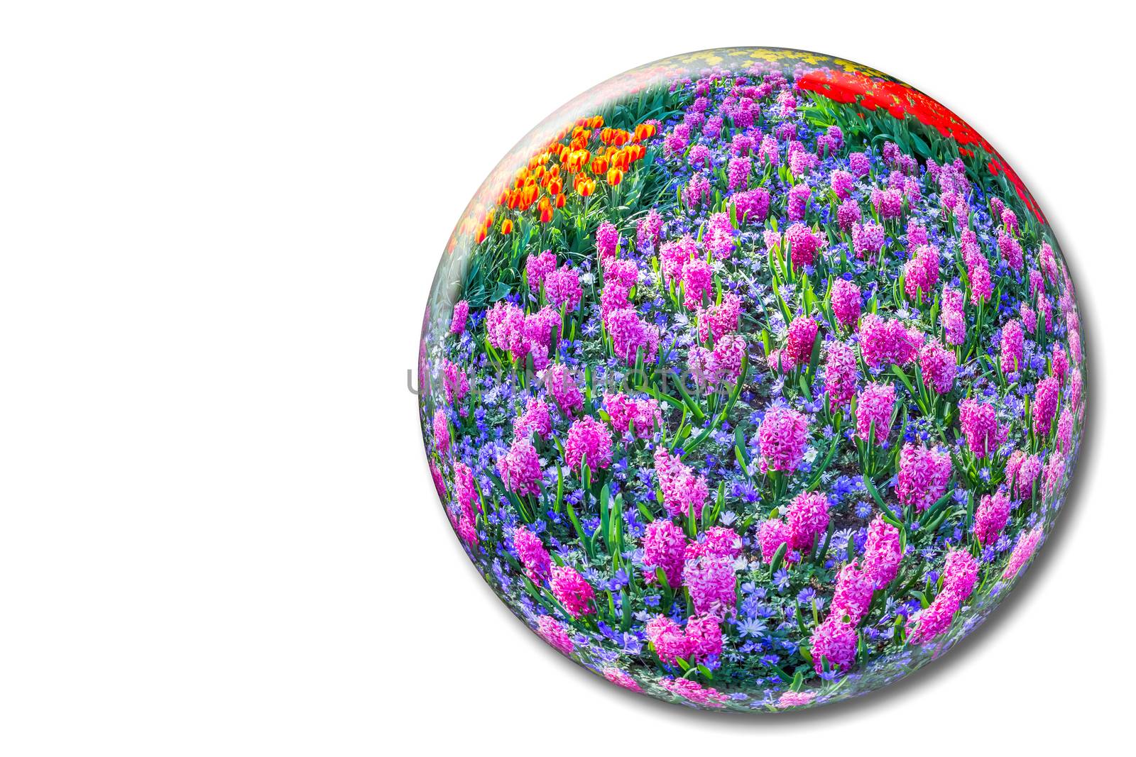 Glass ball with pink hyacinths on white background in Keukenhof Holland