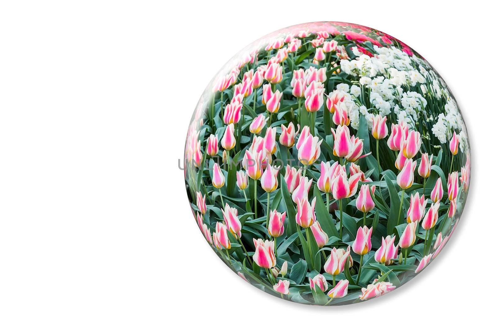 Crystal ball with red white tulips in Keukenhof Holland on white background