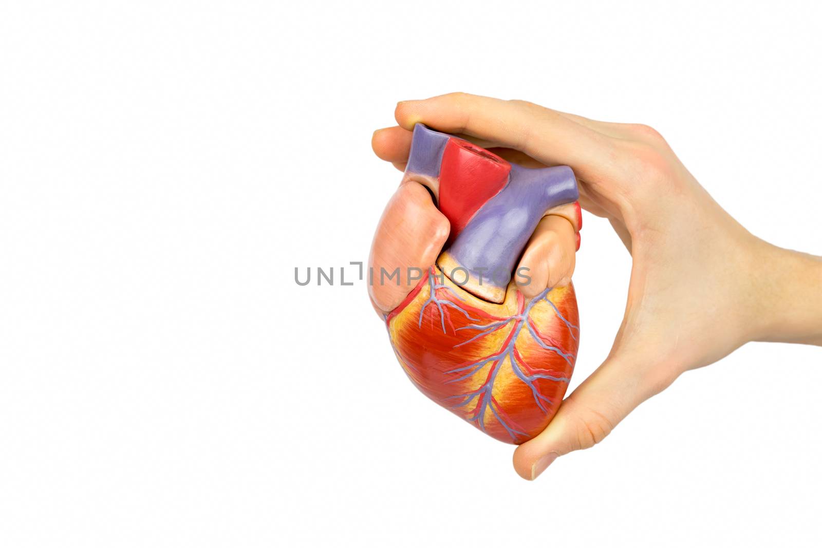 Hand of boy holding artificial human heart model for education in school isolated on white background