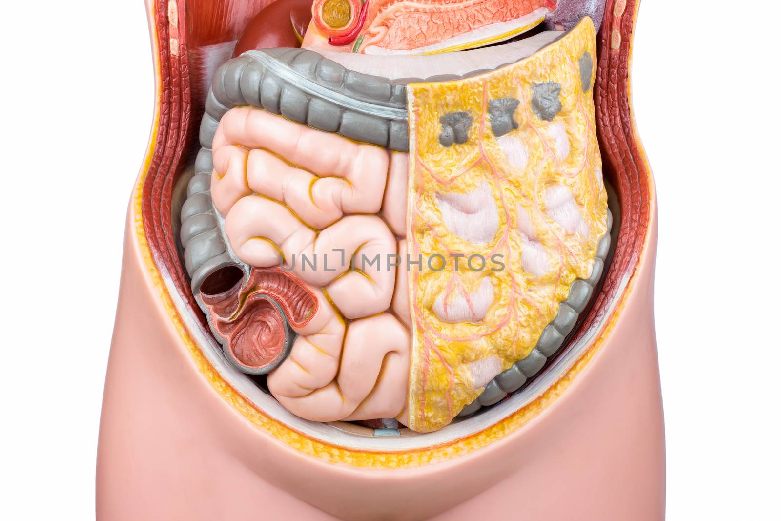 Artificial model of human bowels or intestines by BenSchonewille