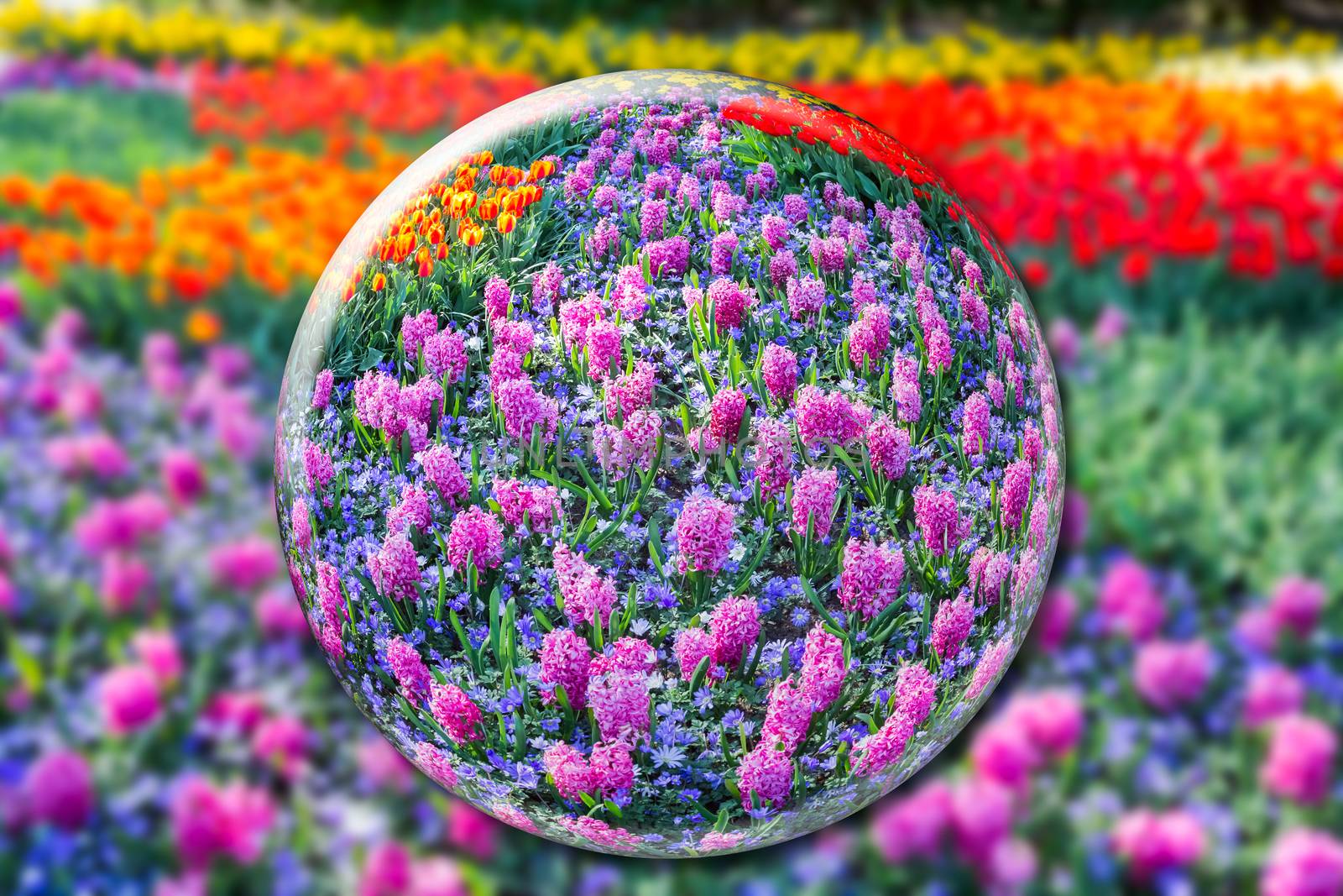 Glass ball with pink hyacinths and flowers field