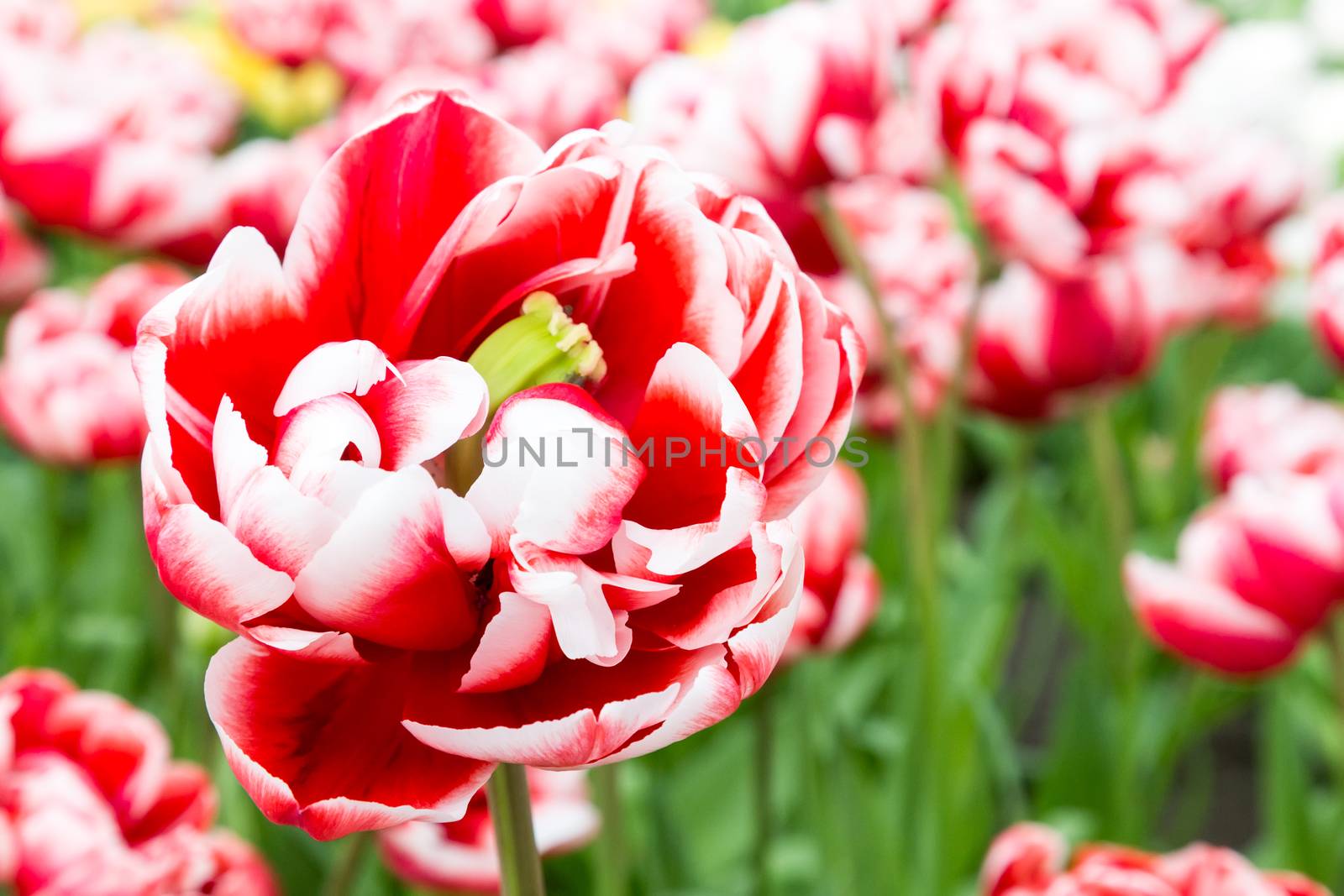 One bicolor red-white tulip in front of many similar flowers