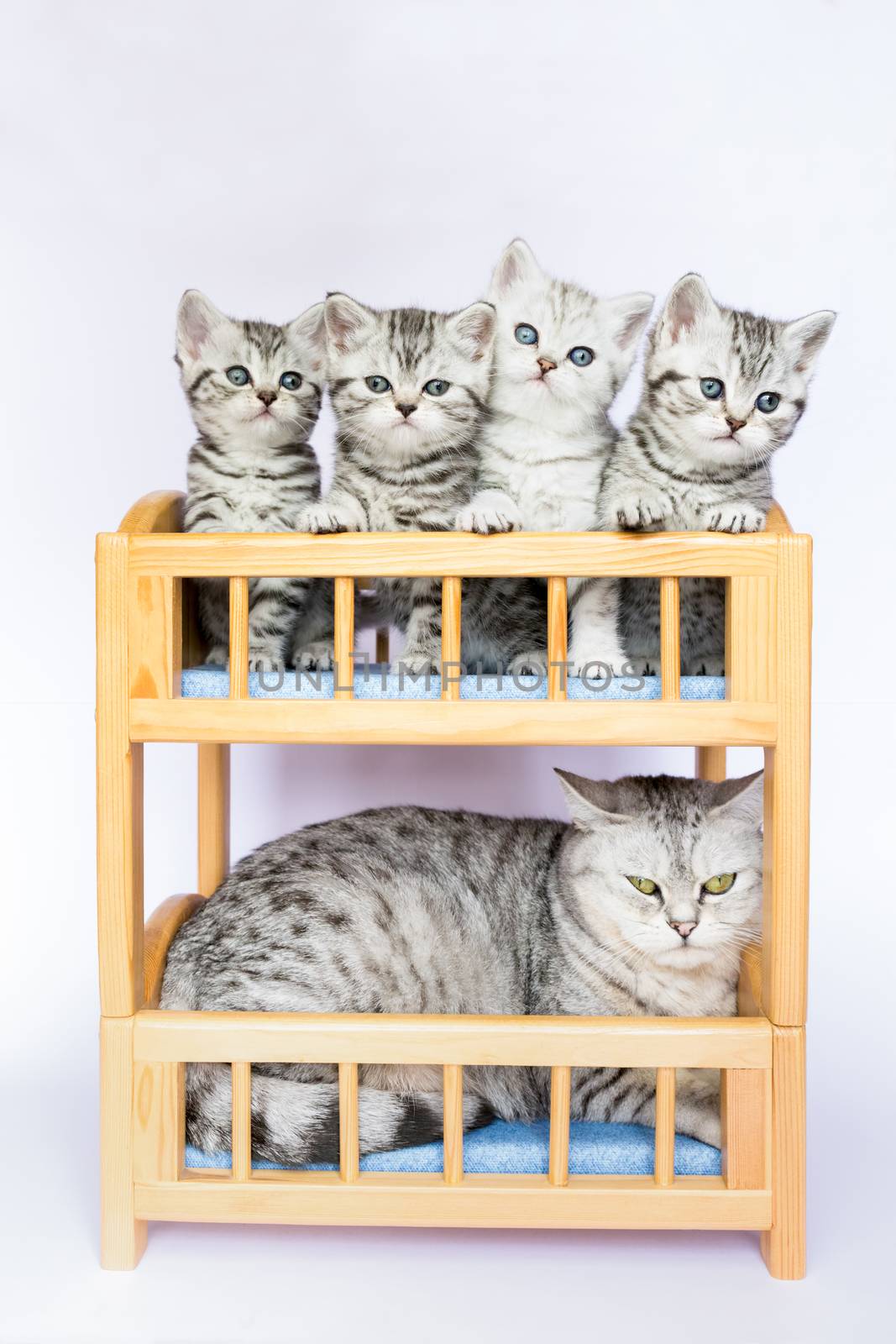 Mother cat with four youngs in bed by BenSchonewille