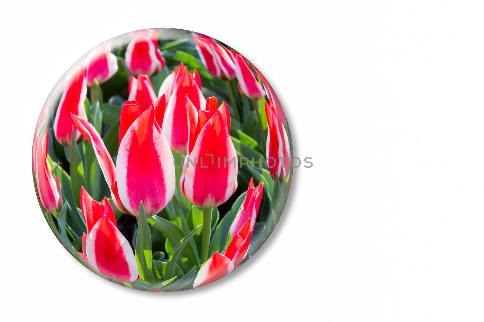 Red white tulips in glass sphere on white background by BenSchonewille