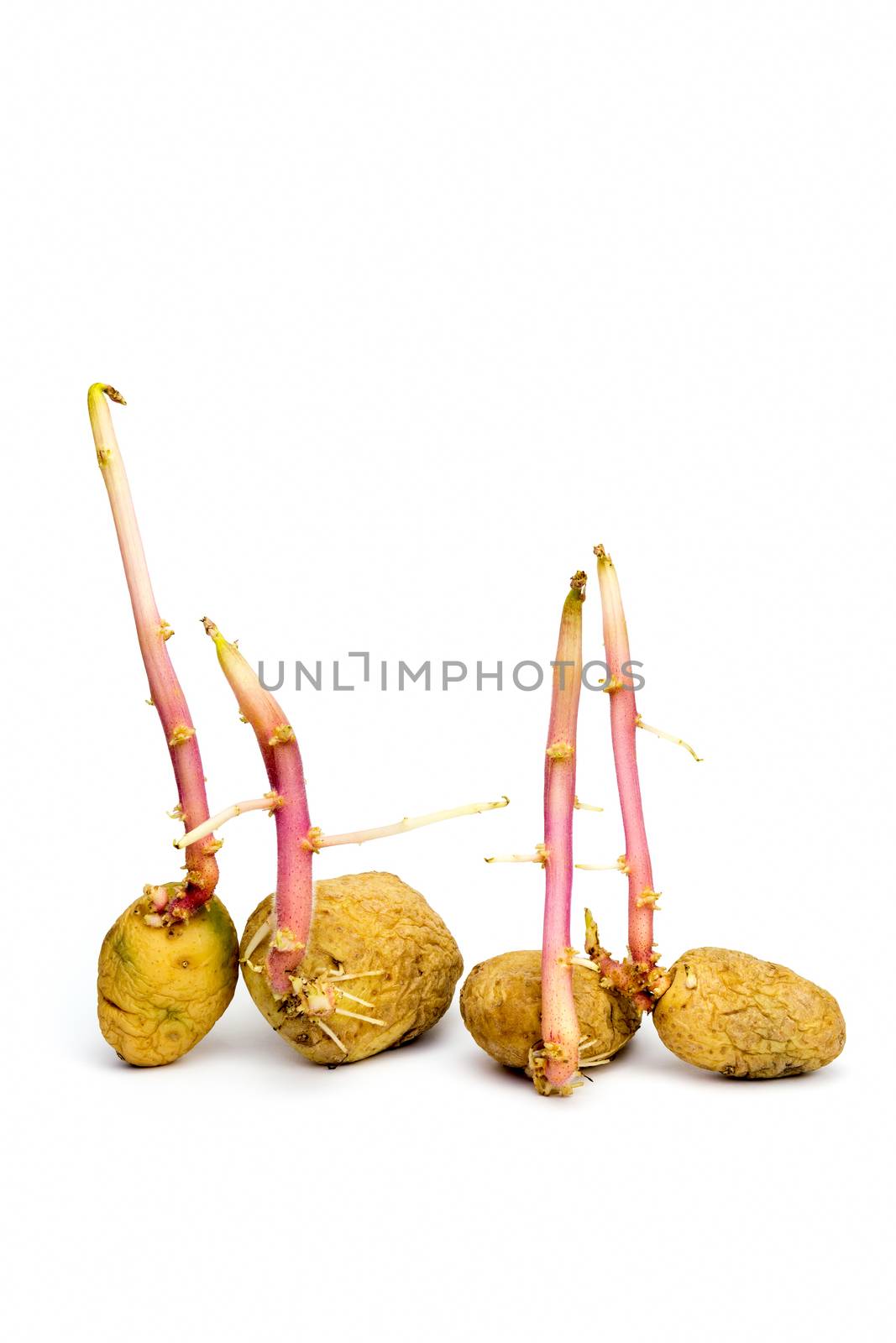 Several potatoes with hairy stems  on white