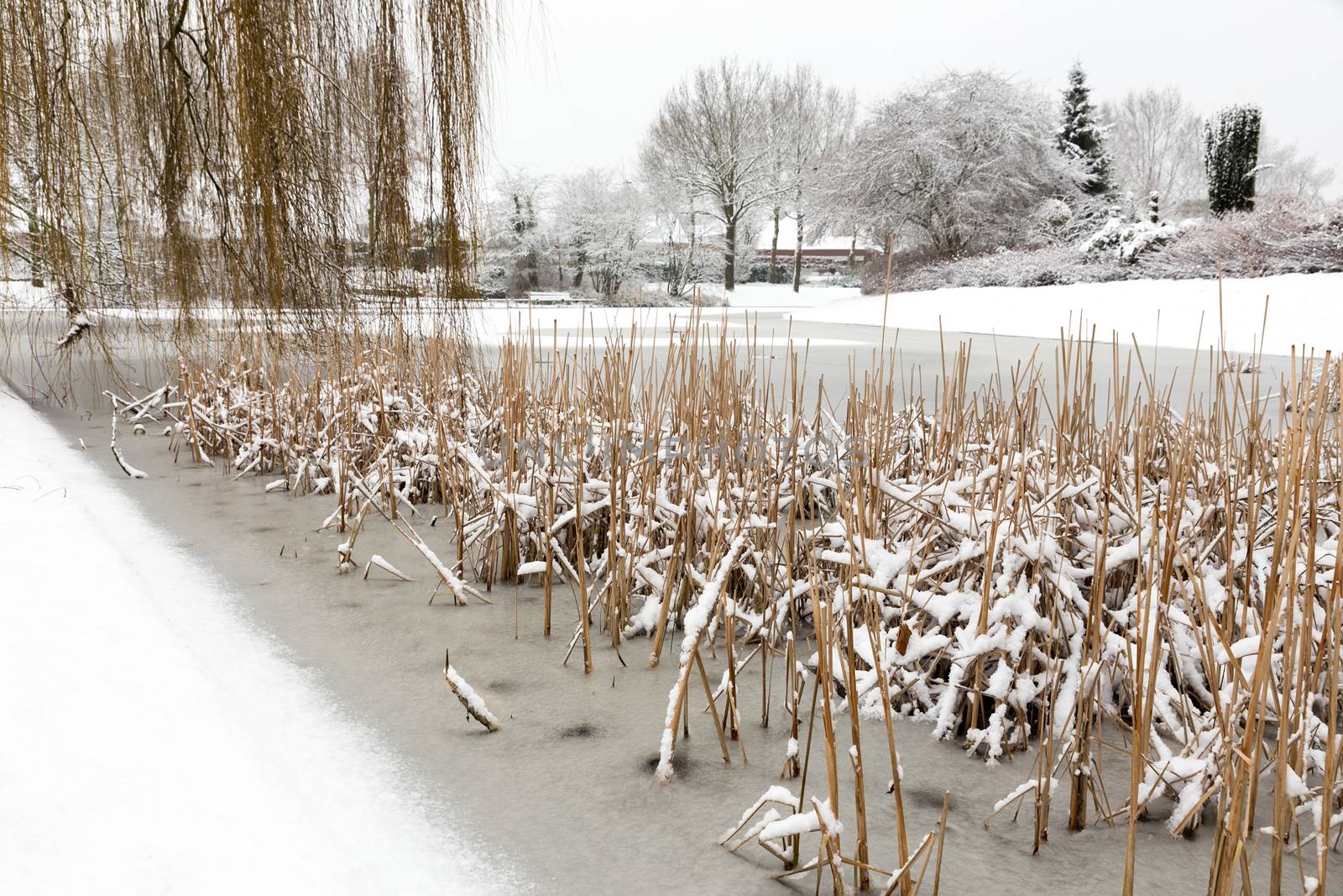 Snow and ice on water of pond in winter season