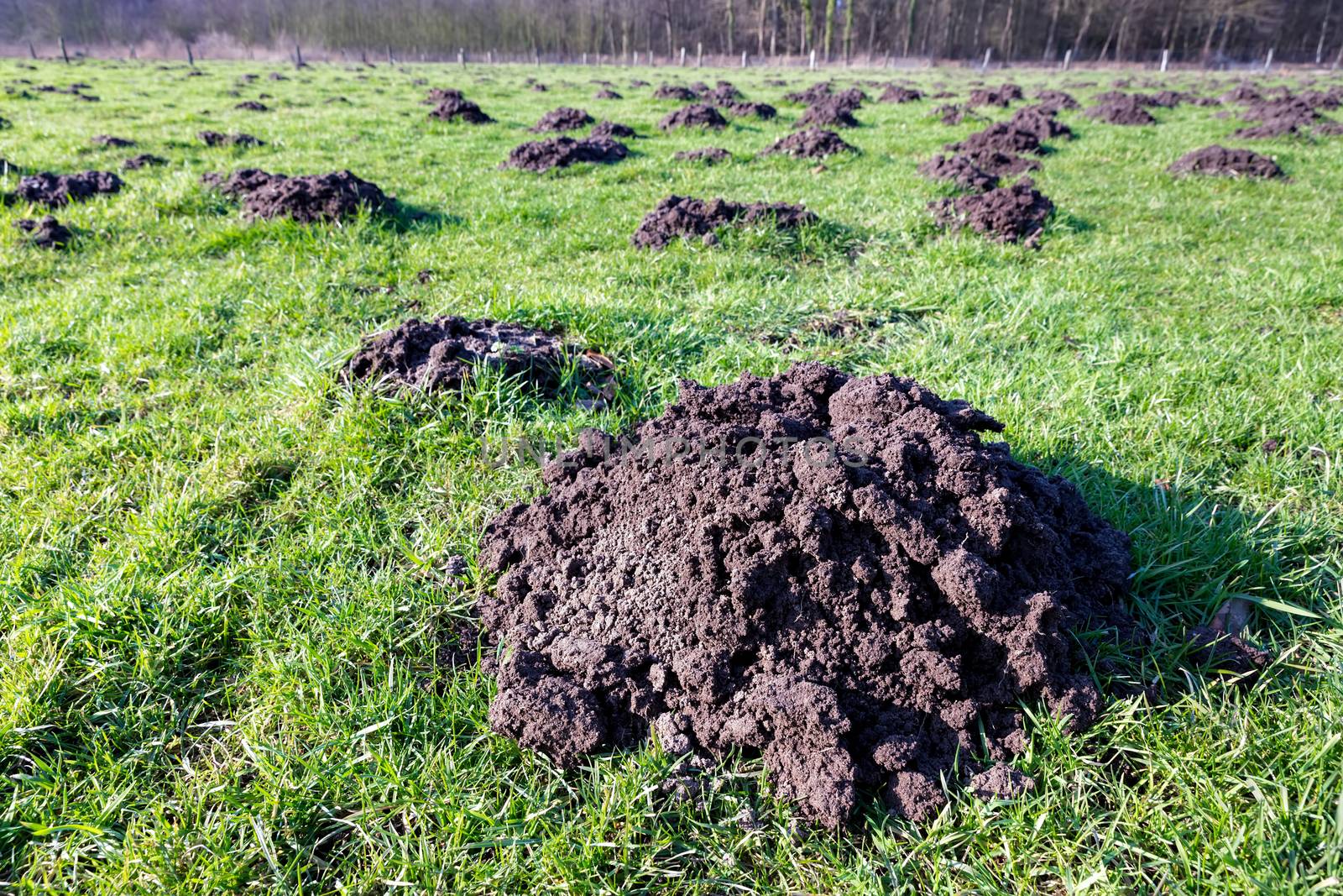 Many molehills as damage in green agricultural meadow on sunny day