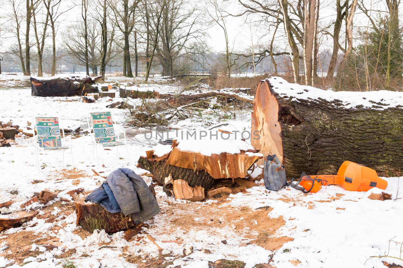 Snow landscape with tree trunks and work gear in winter season