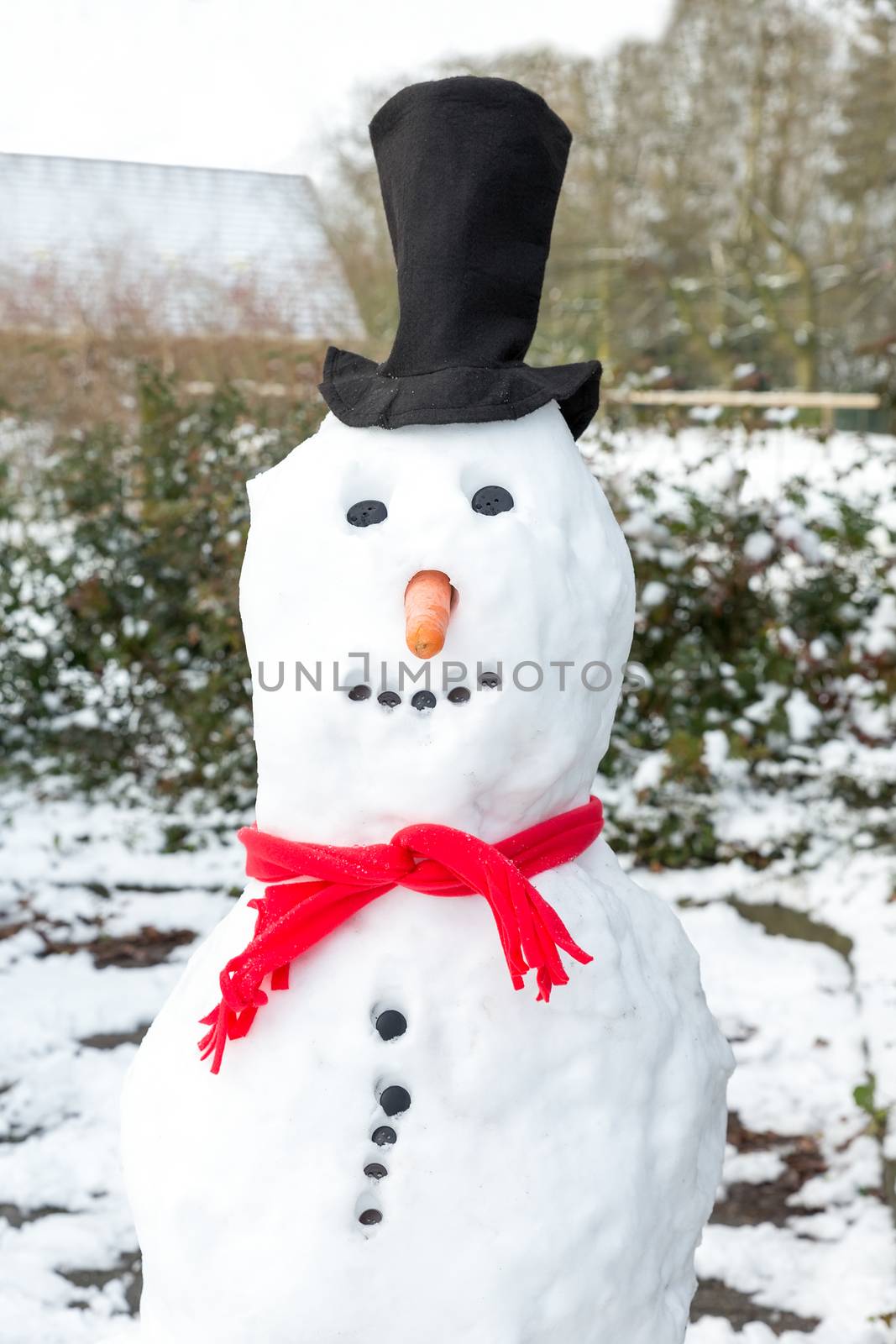 Snowman wearing black hat red shawl buttons and orange carrot in winter season