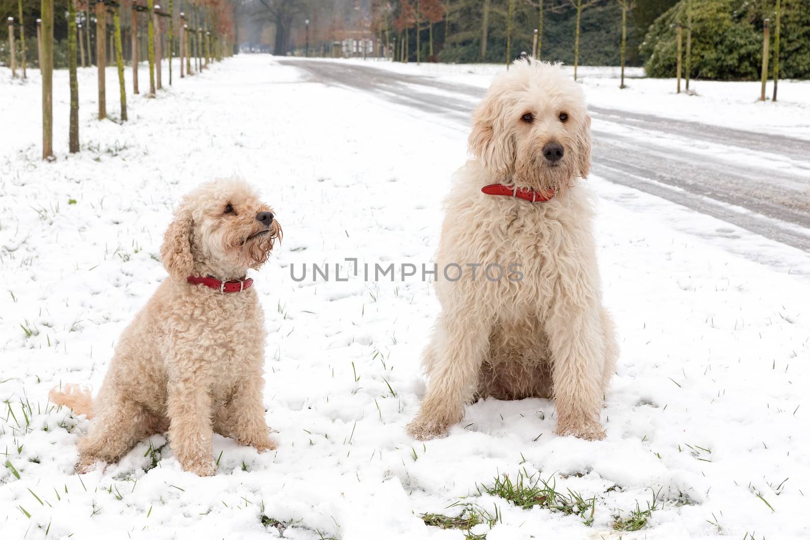 Two poodle dogs sitting together in snow by BenSchonewille