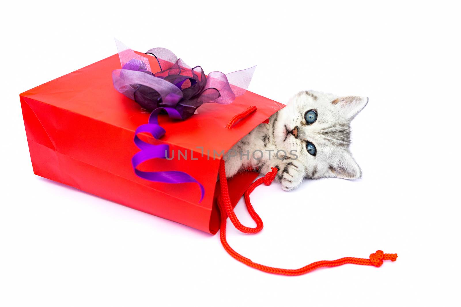 Young kitten lying in red bag with decoration as present isolated on white background