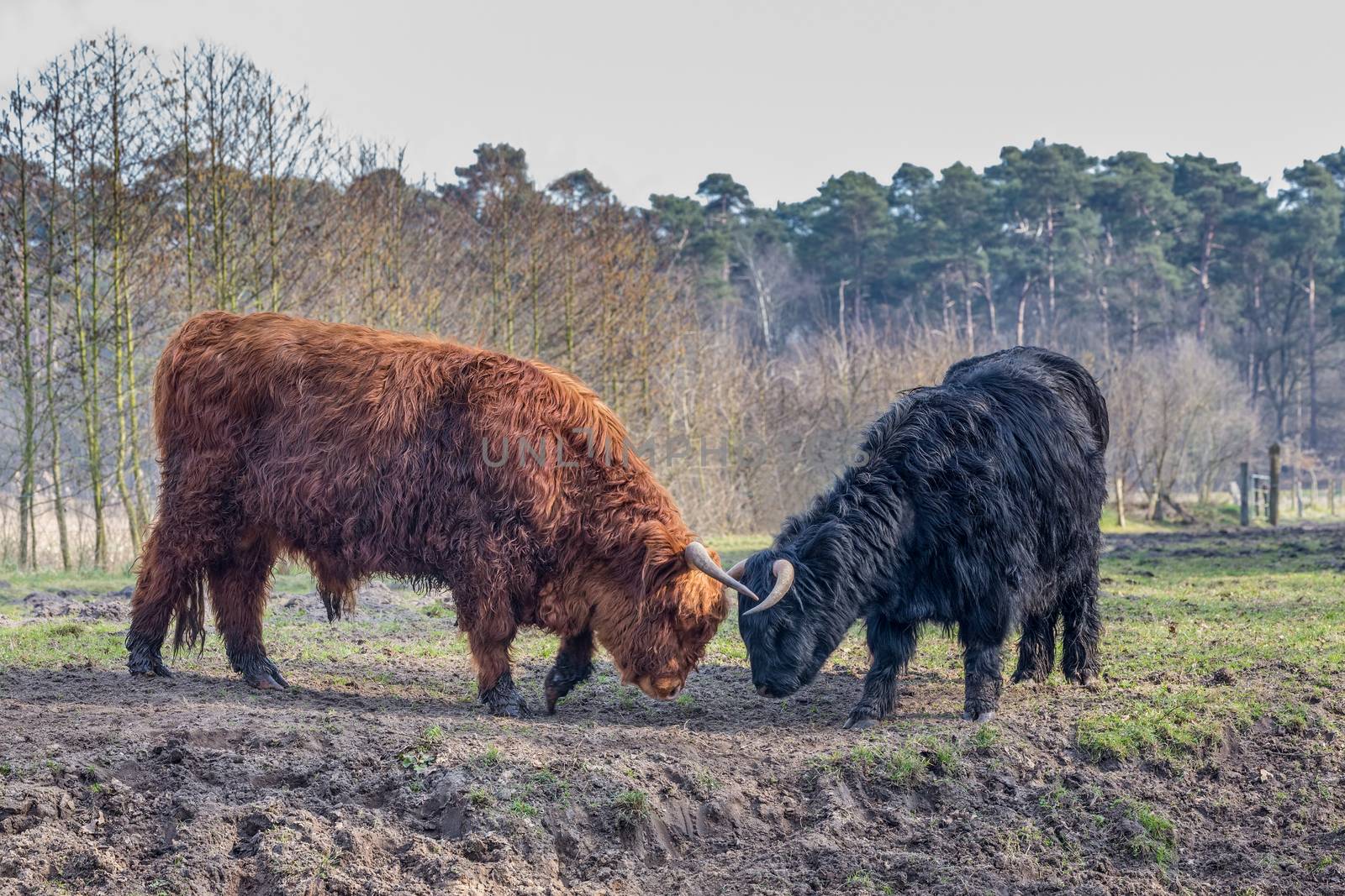 Fighting black and brown scottisch highlander bull and cow in spring season