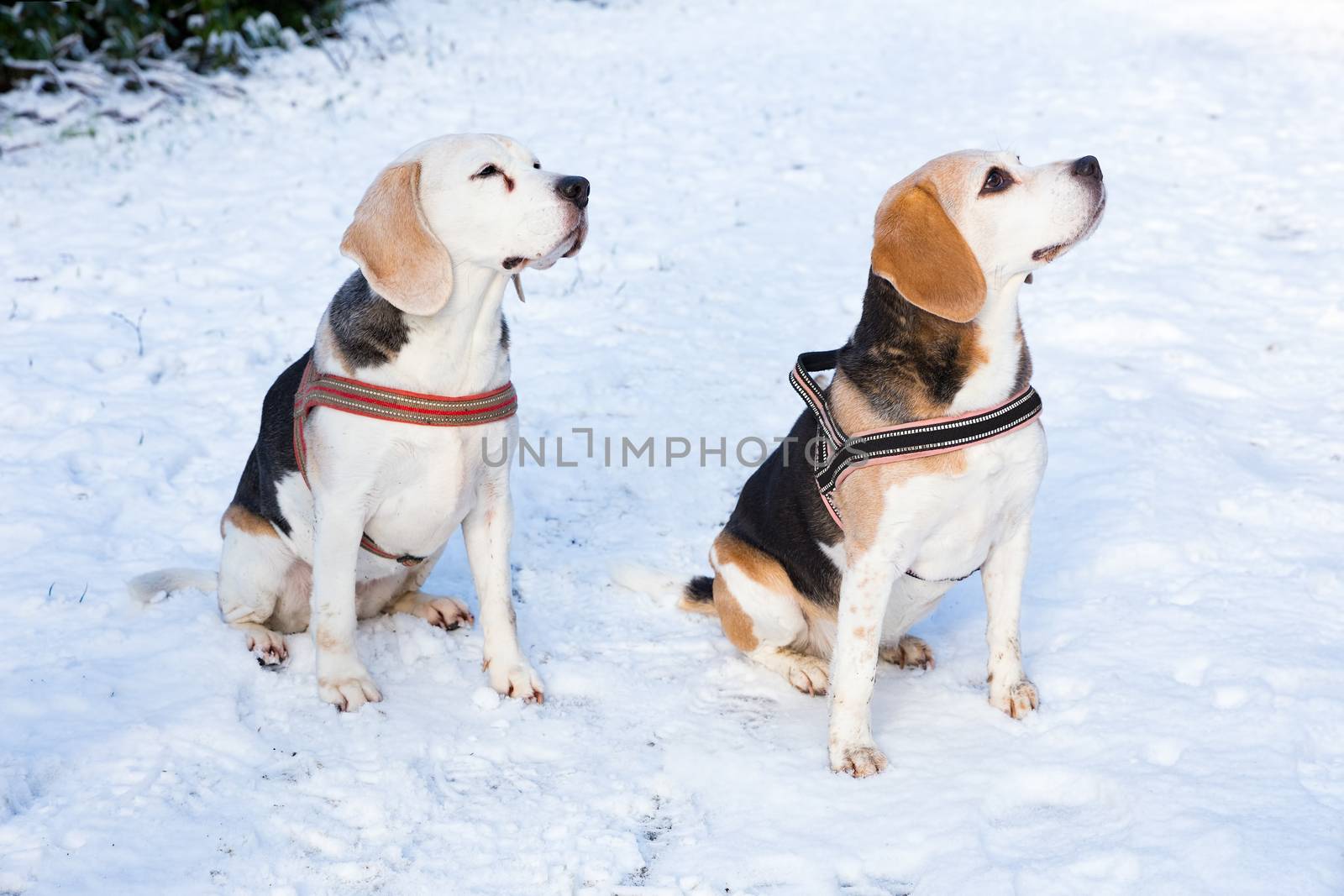 Two hunting dogs sitting together in snow during winter season