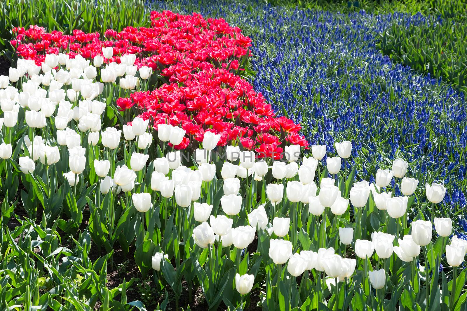 Tulips field in red and white with blue grape hyacinths by BenSchonewille