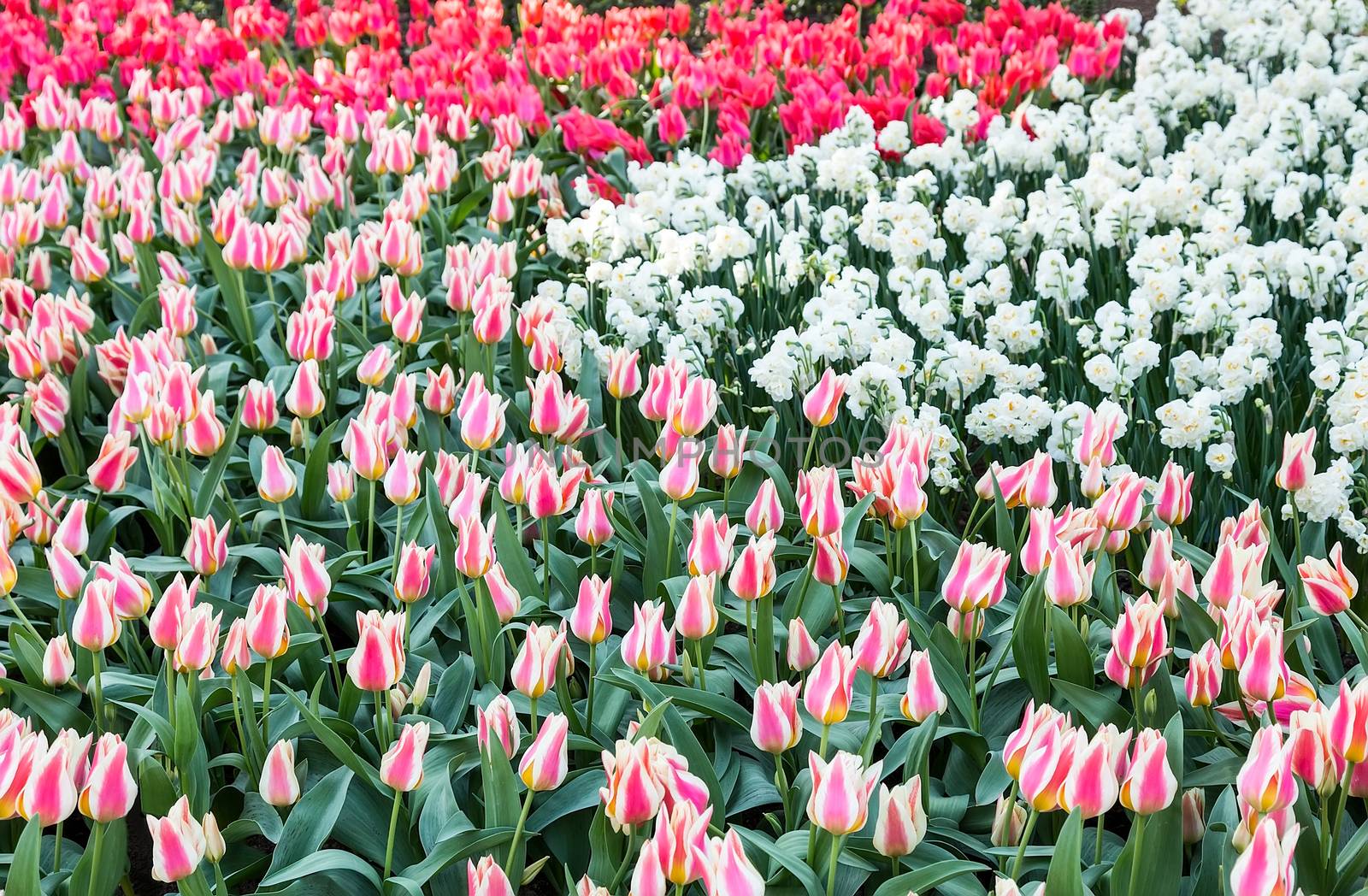 Various red tulips and white daffodils by BenSchonewille