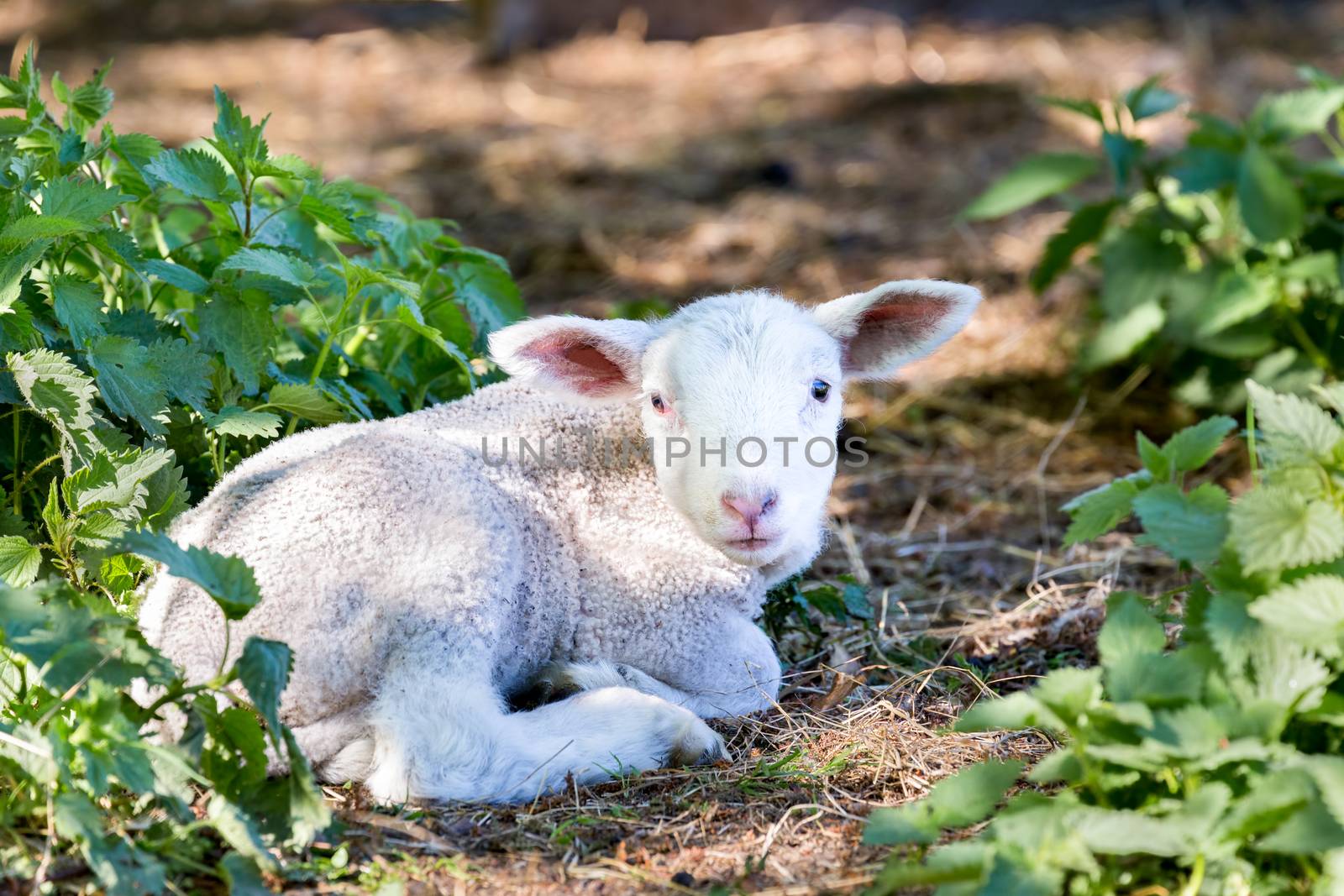 Lying lamb between nettle plants by BenSchonewille