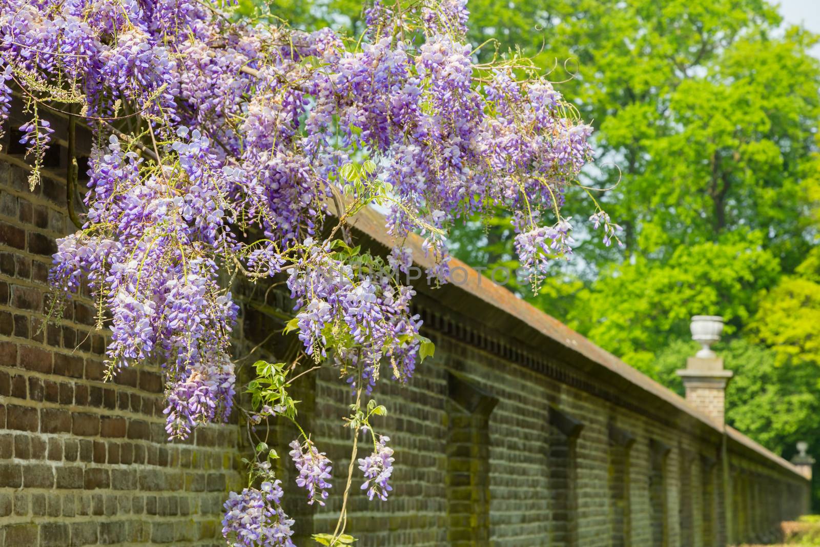 Blooming blue wisteria hanging over long brick wall by BenSchonewille