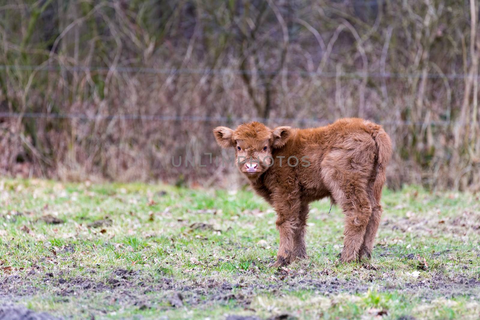 Newborn brown scottish highlander bull calf standing in spring meadow