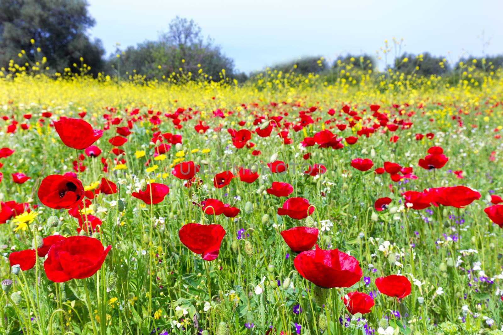 Landscape field of red poppy flowers with yellow rapeseed plants in summer season