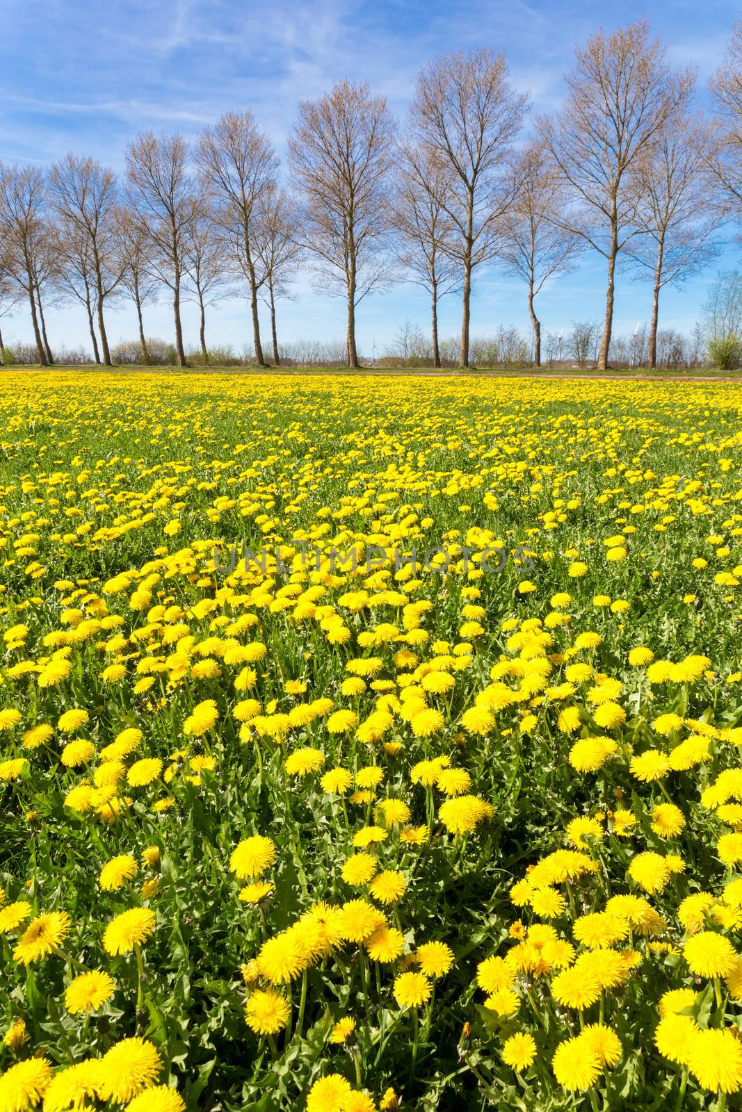 Field of yellow dandelions in grass with tree line by BenSchonewille