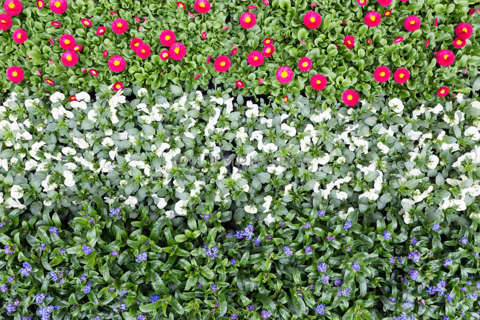 Flowers in rows and lines showing red white blue colours of dutch flag