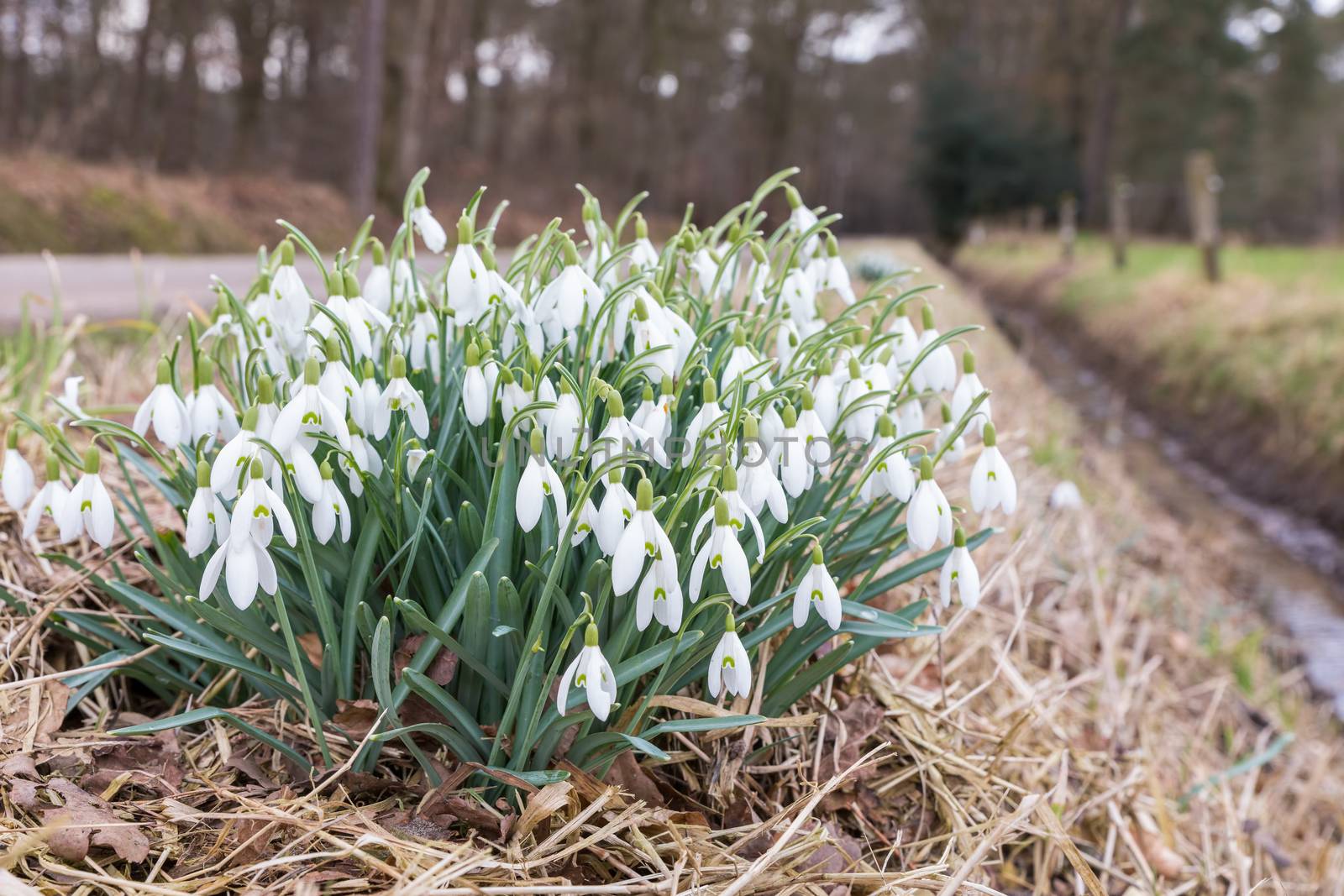 Group snowdrops near ditch in rural nature landscape during spring season