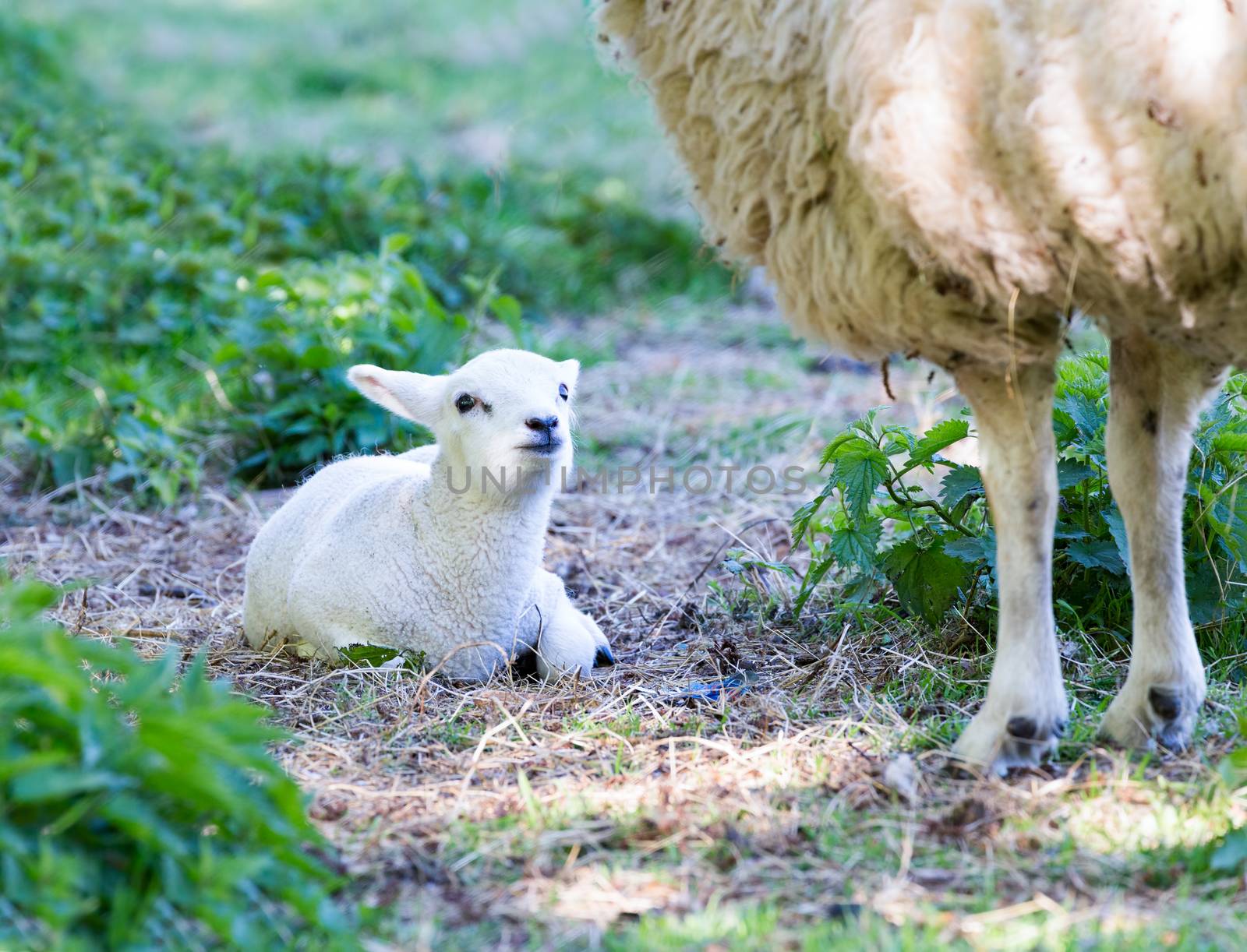Lying lamb with legs of mother sheep by BenSchonewille