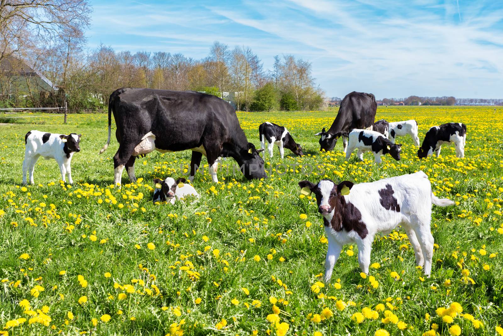 Meadow full of dandelions with grazing cows and newborn calves in spring season