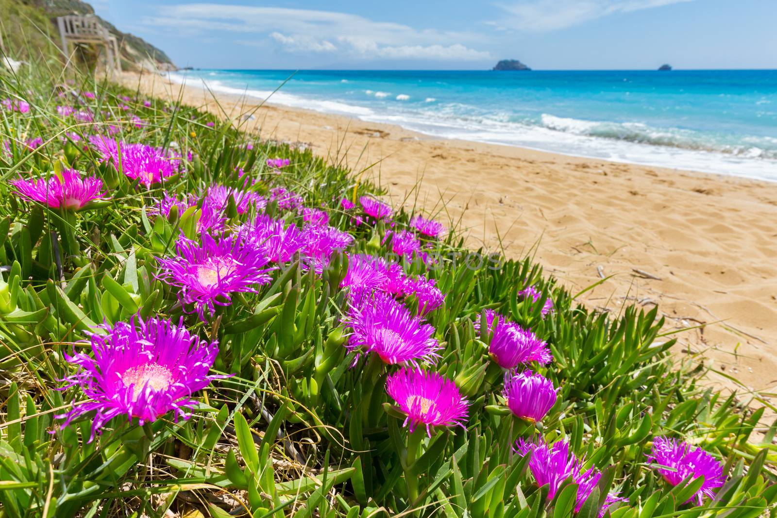 Pink icicle flowers at coast with sandy beach and blue sea in Greece