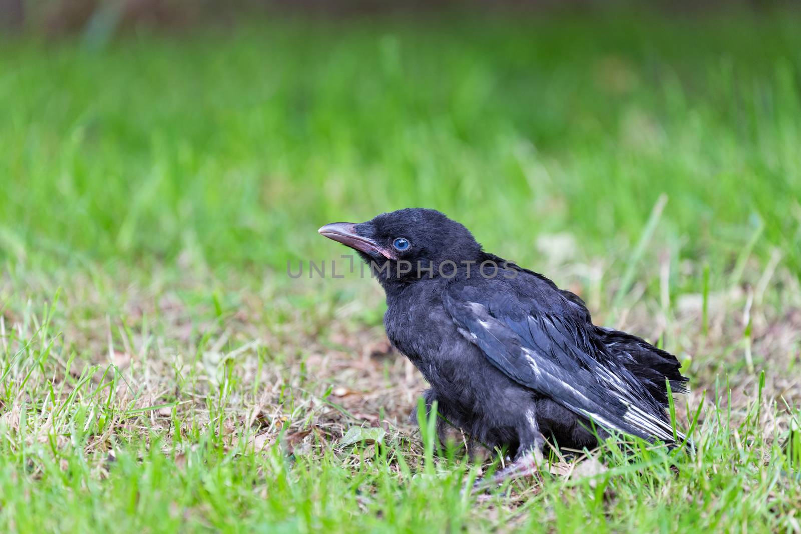 Young black crow sitting in green grass in summer season