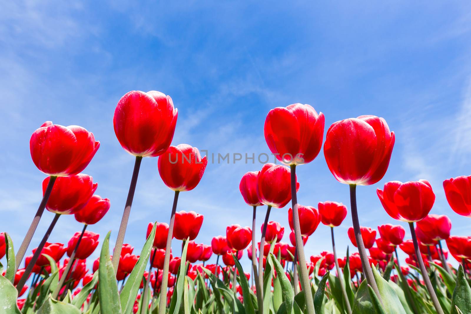 Red tulips field showing flowers close up from below with blue sky in spring season