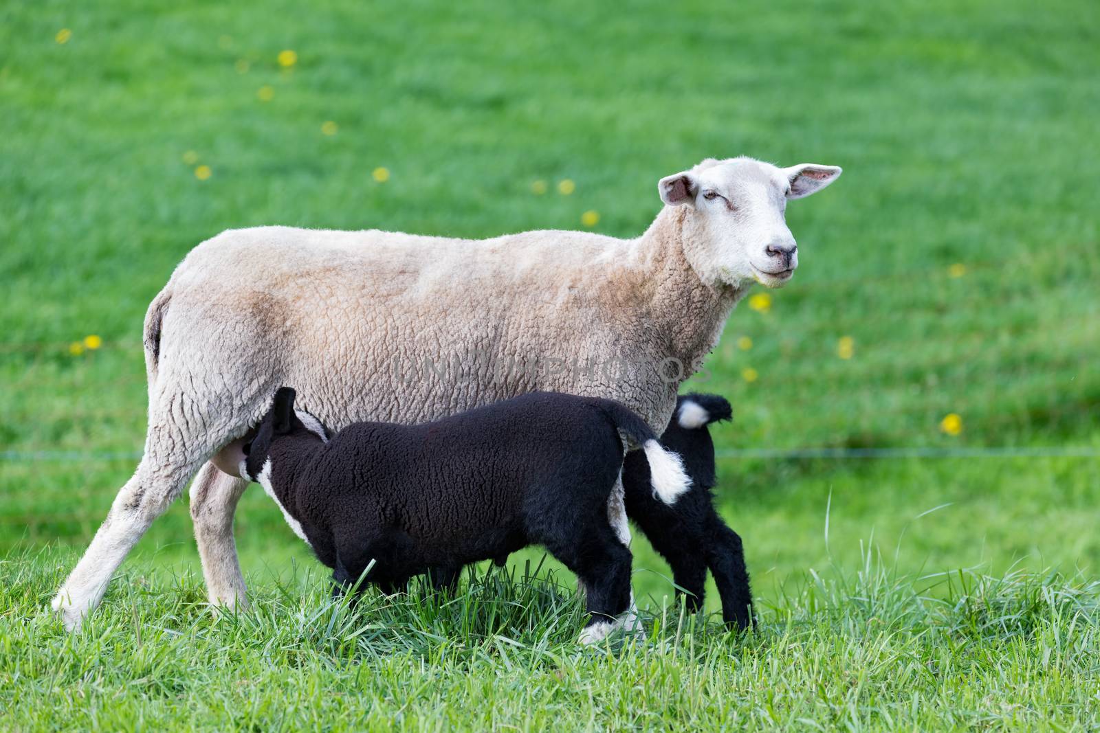 White mother sheep with two drinking black lambs in green meadow