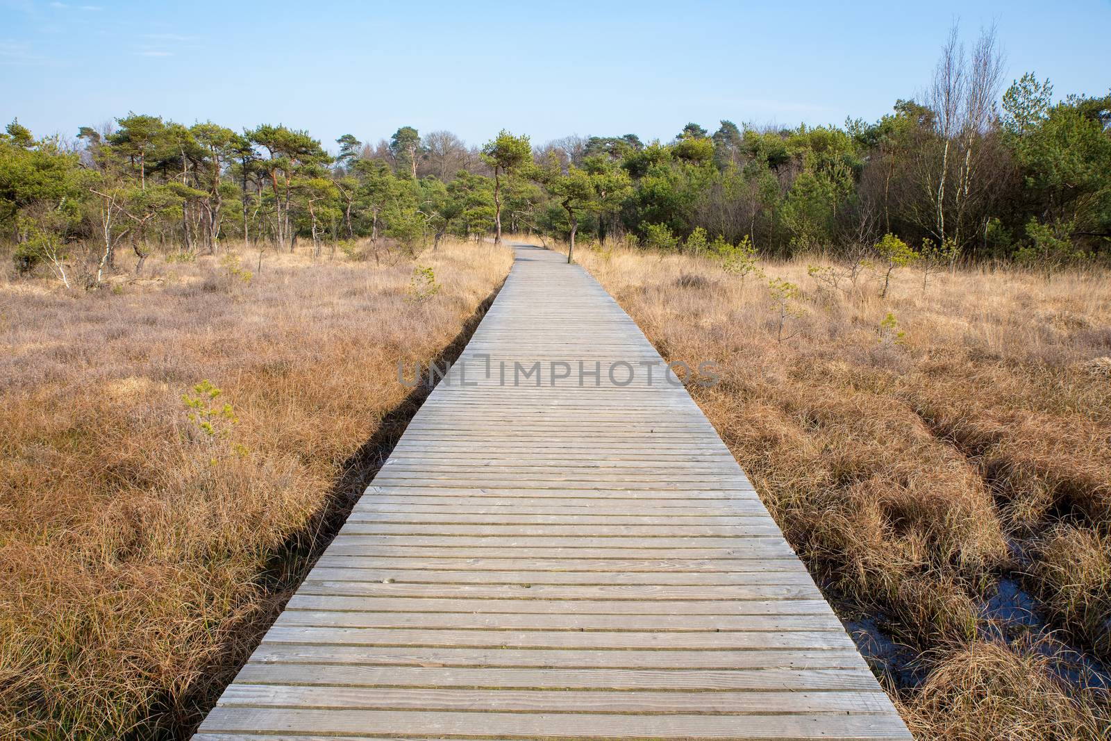 Wooden path in grass and forest winters landscape by BenSchonewille