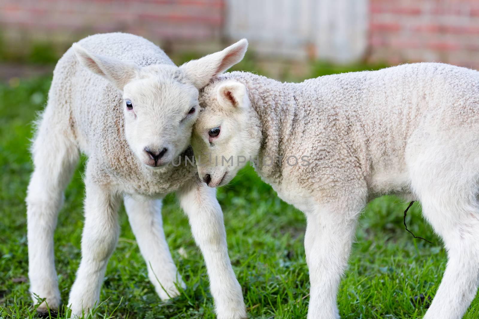 Two hugging and loving white lambs heads together in spring season