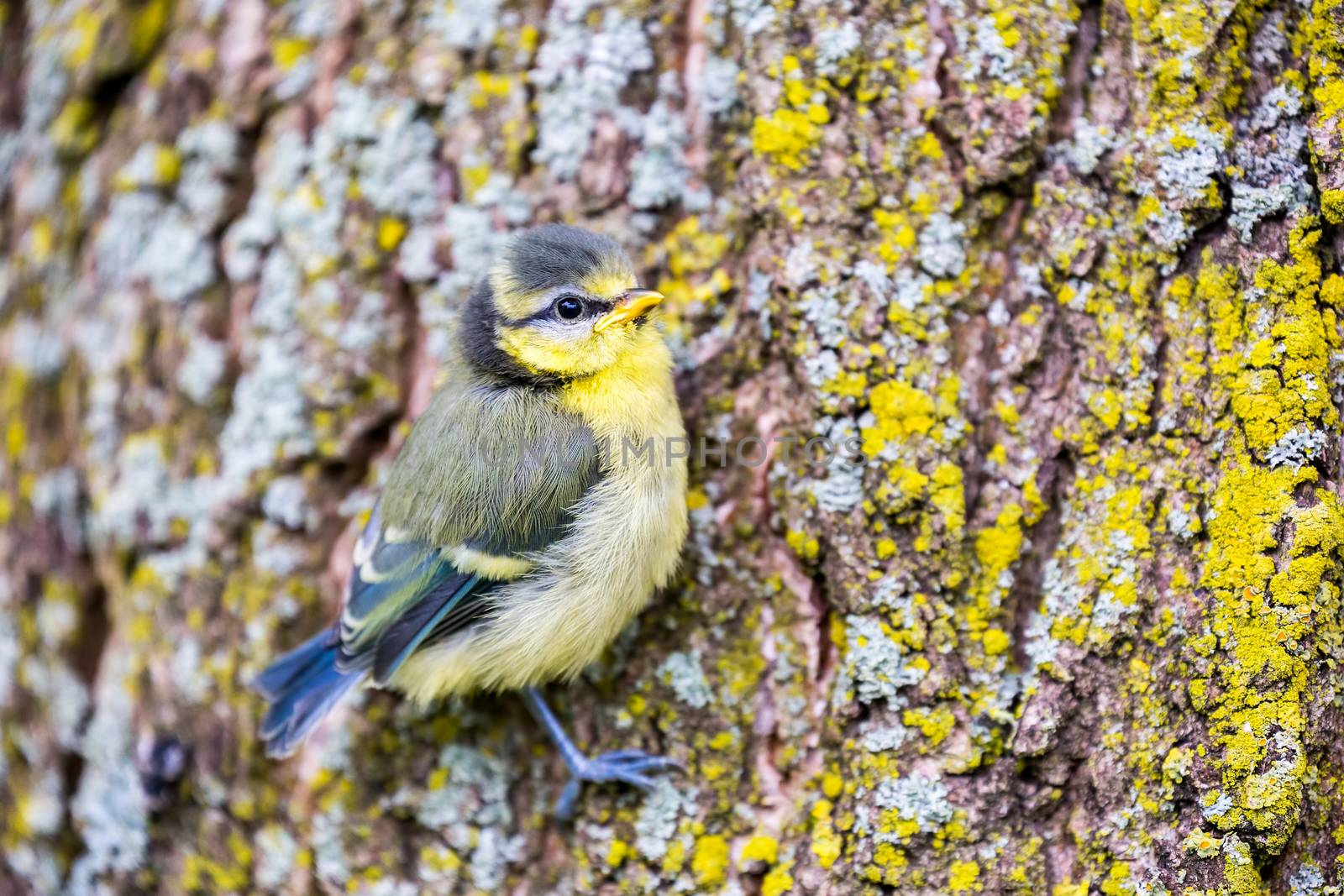 Young blue tit sits on oak tree trunk by BenSchonewille