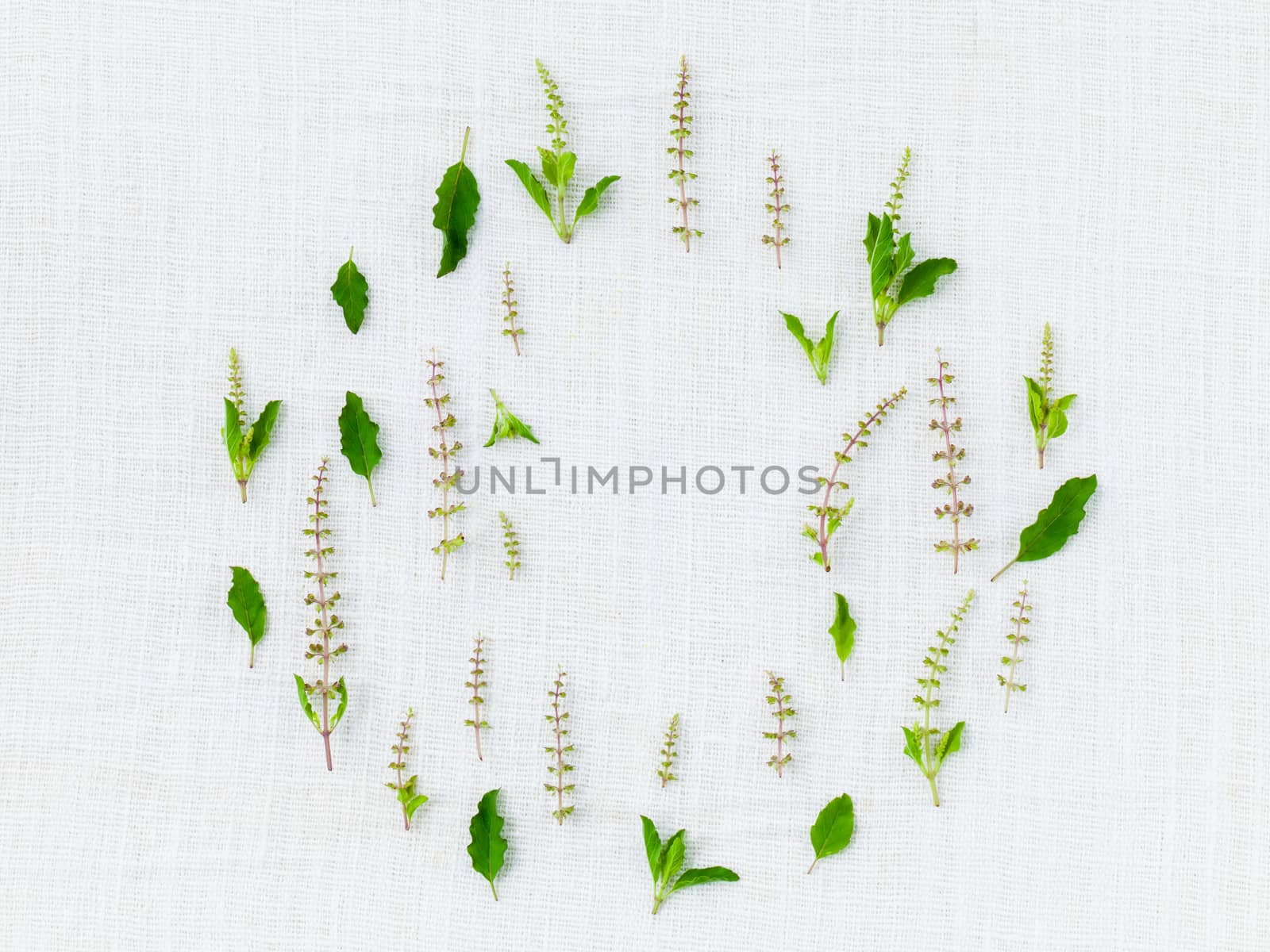 The circle of holy basil leaf and flower.