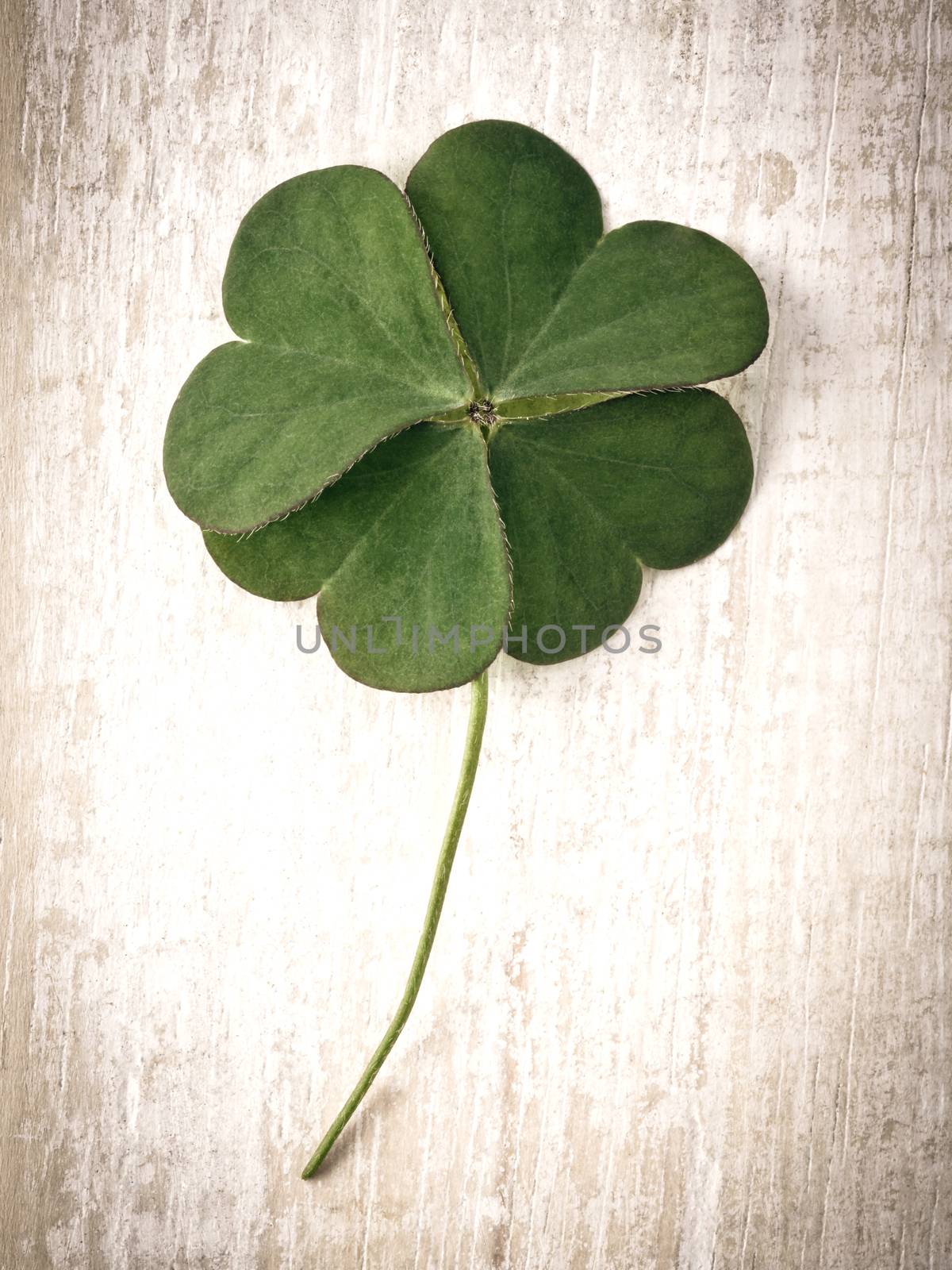 Closeup clover leaf on wooden heart  background. by kerdkanno