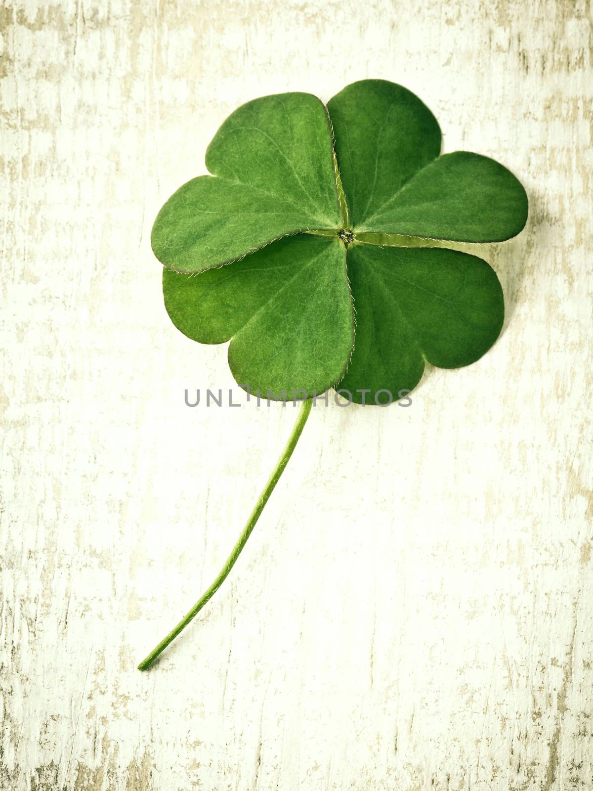 Closeup clover leaf on wooden heart  background.