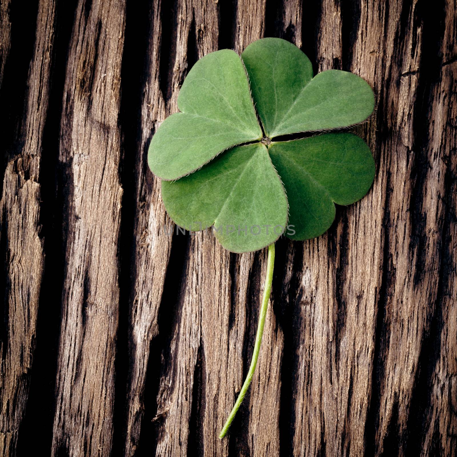 Closeup clover leaf on wooden heart  background. by kerdkanno