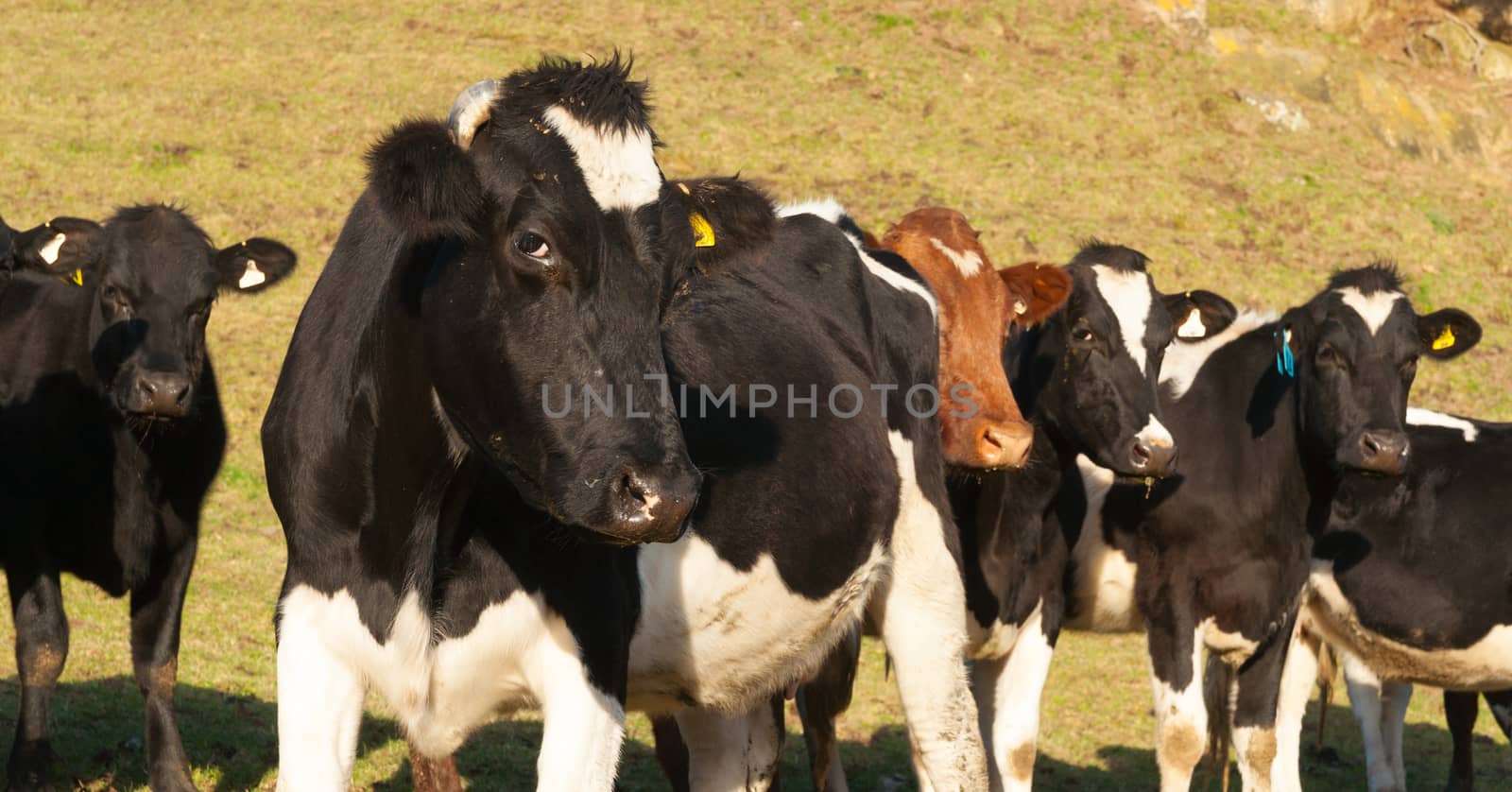 Freisian cattle being inquisitive.