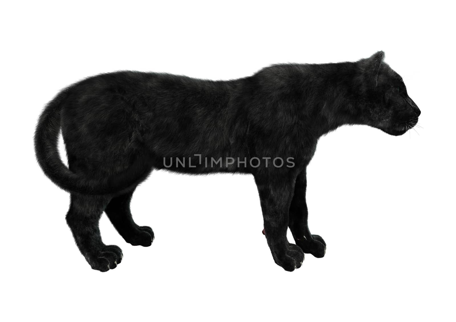 3D digital render of a big cat black panther hunting isolated on white background