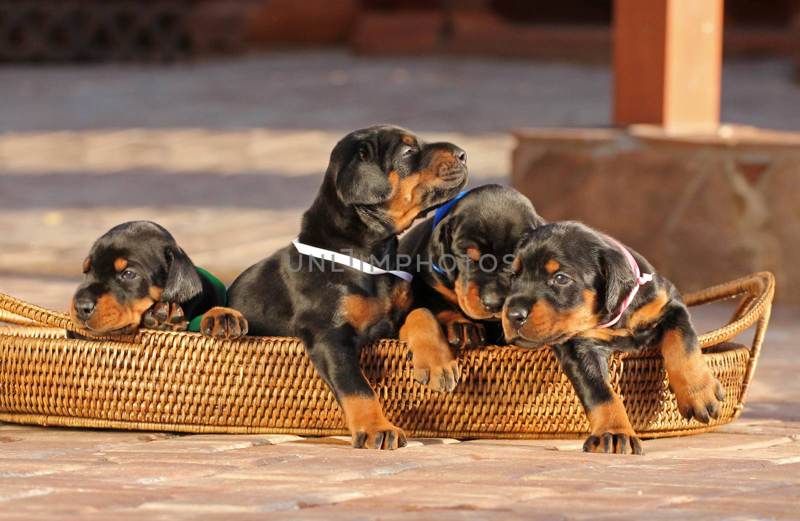 4 doberman puppies in basket, outdoors