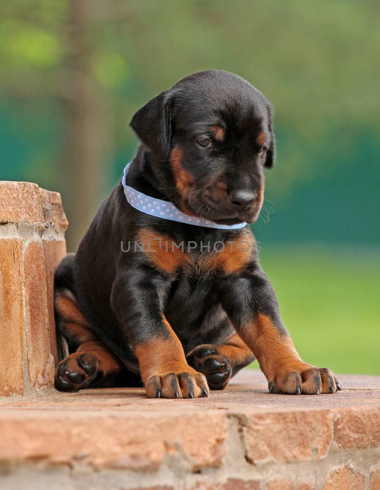 Dobermann puppy on green background