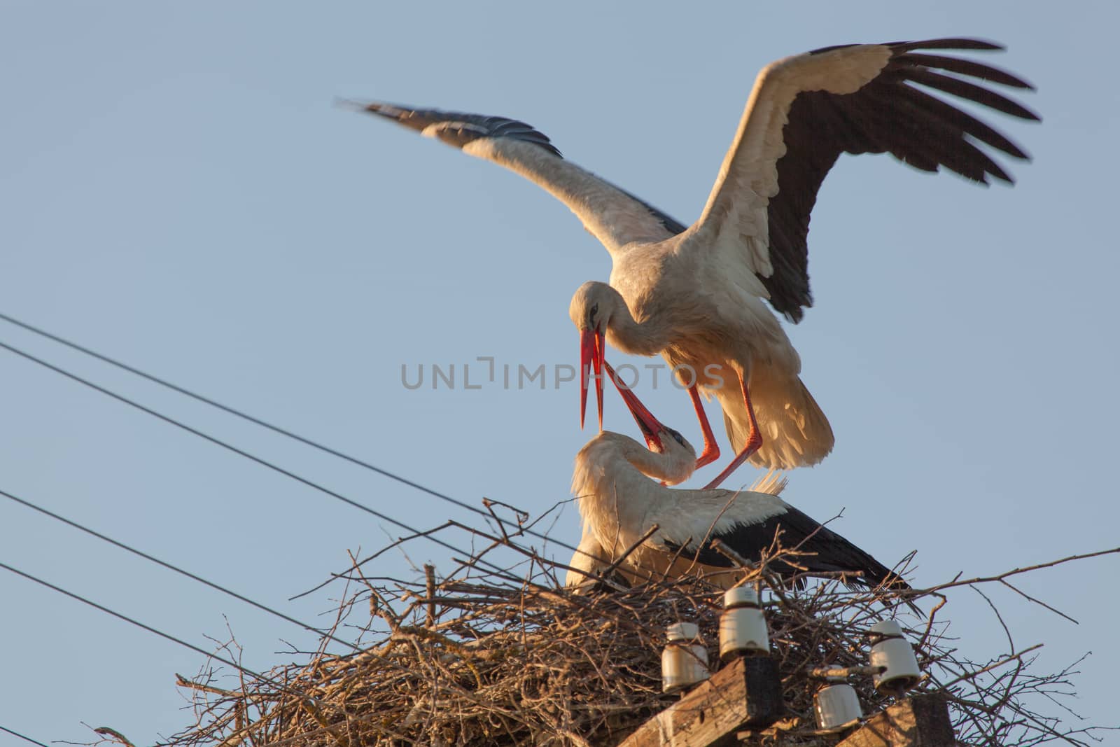 Mating dance of couple white storks in a nest in the summer